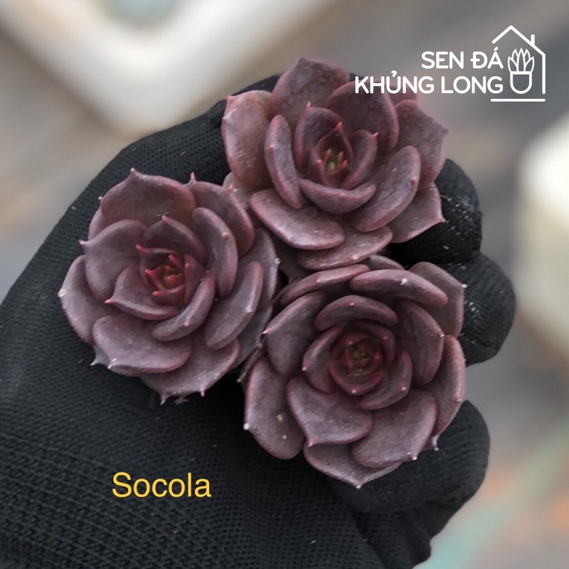 Sen Đá Vĩ
