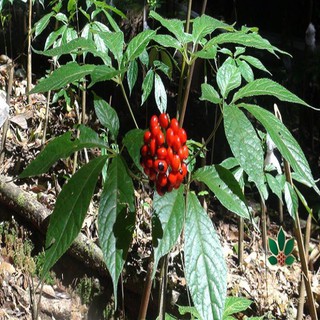 CÂY GIỐNG SÂM NGỌC LINH