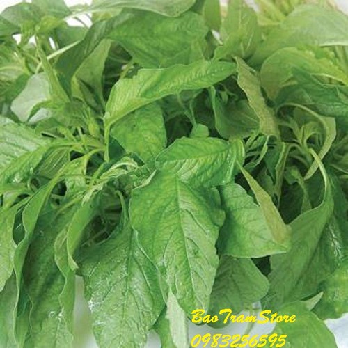 Hạt giống rau dền xanh