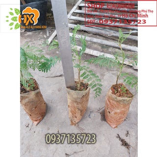 combo 5 cây phượng tím cây giống