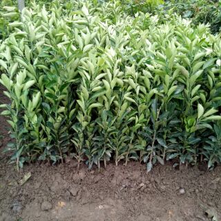 Cây cam cara ruột đỏ ko hạt