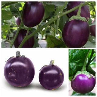 Hạt giống cà tím tròn   F1