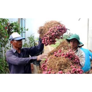 Hành tím Ta loại 1