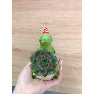 Combo Chậu Mini Kèm Sen đá