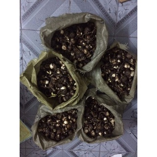 1 củ Hoa Bỉ Ngạn giống  (mạn đà la)