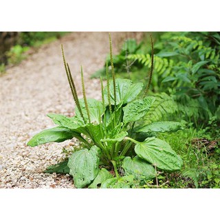 Hạt Giống Rau Mã Đề gói 1g