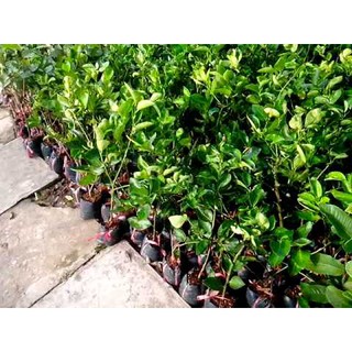 Cây giống chanh không hạt