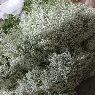 Combo hoa baby trắng và baby màu