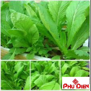 Gói 20 gr hạt giống rau cải mơ ( cải canh)  PHÚ ĐIỀN