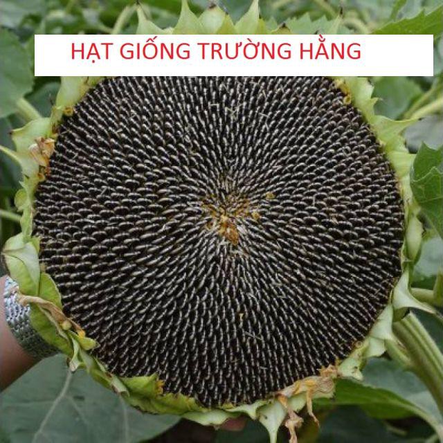 25 Hạt giống Hướng dương Khổng lồ (LẤY HẠT)