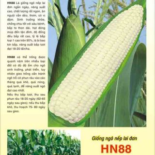 Hạt giống ngô nếp lai hn88(túi 500gram)