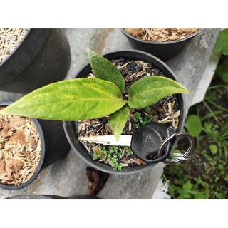 Anthurium jamanii < Unk > Màu Vàng