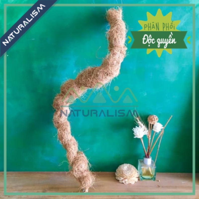Trụ Xơ Dừa uốn Sáng Tạo Naturalism cây leo koke trầu bà Monstera leo mini