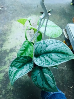TRẦU BÀ PHÁP CHẬU TREO MINI