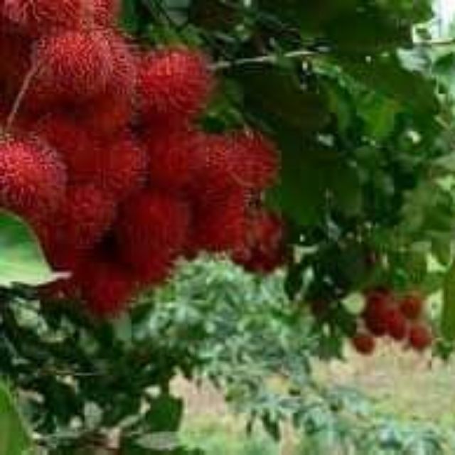 Cây giống chôm chôm