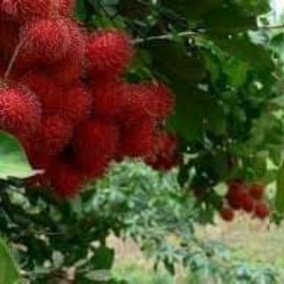 Cây giống chôm chôm