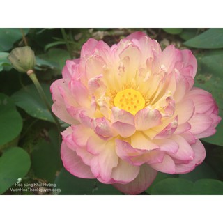 [RẺ VÔ ĐỊCH] Củ sen màu hồng vàng Sunshine C-22