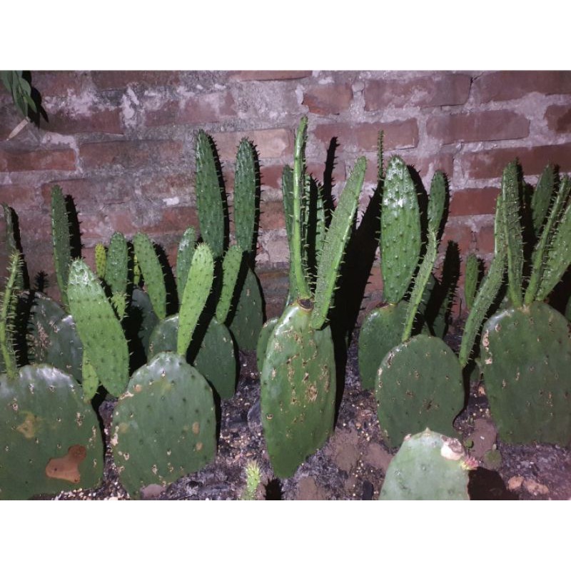 Cây xương rồng Nopal Tách lá nhỏ đã già _Opuntia ficusindica