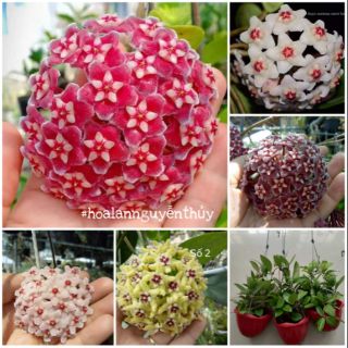Hoa Cẩm cù cây trưởng thành chọn màu