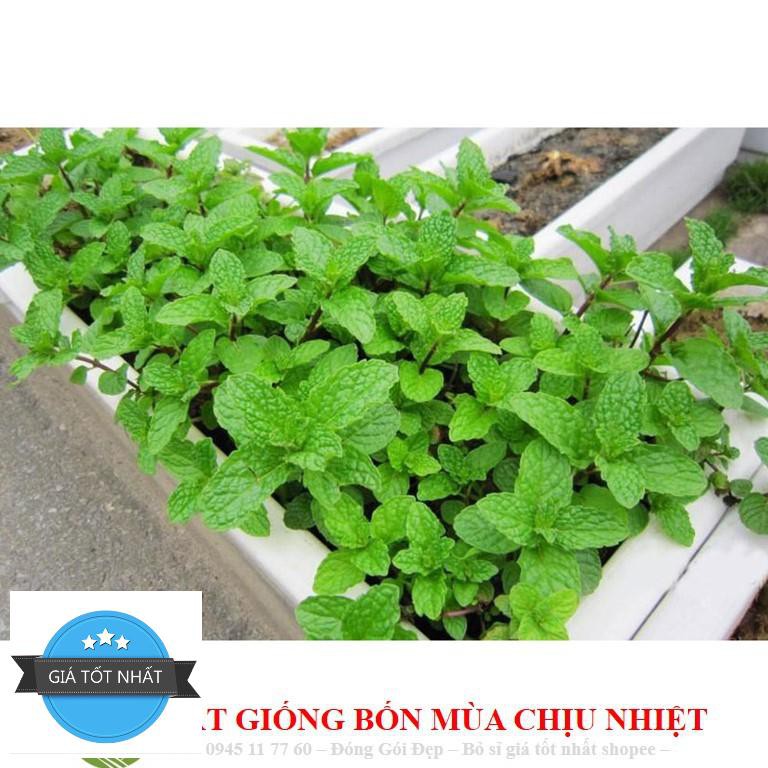 Hạt Giống Húng Bạc Hà 50h