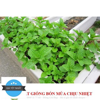 Hạt giống húng bạc hà 50h