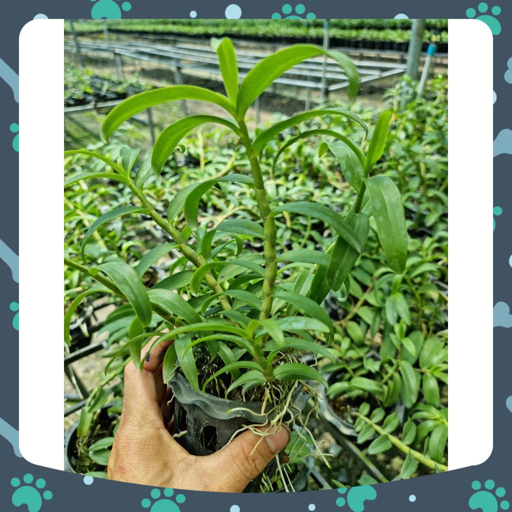 [Siêu Sale] combo 3 loại giã hạc trắng, năm cánh trắng trưởng thành 4-5 ngọn