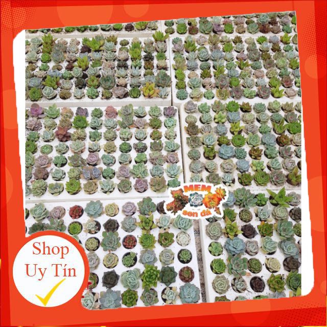 Sen đá mix vĩ một cây bất kỳ🍏 |FREESHIP| 🔥 XỨ NÓNG, ĐÃ THUẦN KHÍ HẬU, KHOẺ ĐẸP 🍏 LỖI 1 ĐỔI 1
