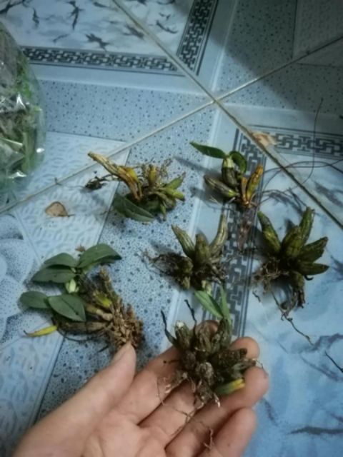 Hoa lan Bạch Hỏa Hoàng- lan hiếm, như hình cuối