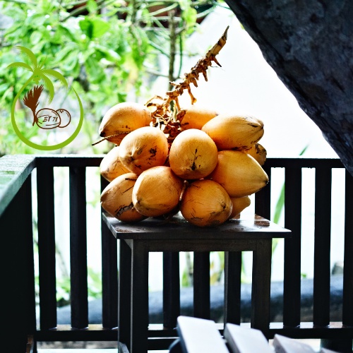 Giống CÂY DỪA XIÊM HỒNG NGỌC - tại Bến tre | Màu Hồng Cam - Lạ Mắt - Quý Hiếm - Bảo Tồn - Phát Triển