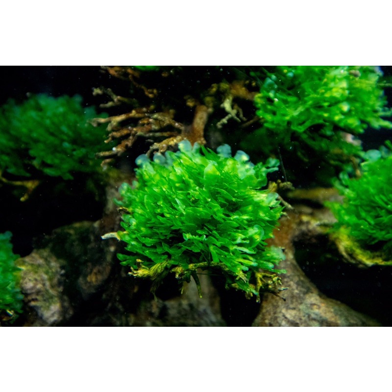 Rêu Thuỷ Sinh PELIA Dễ Trồng - Không Cần Co2