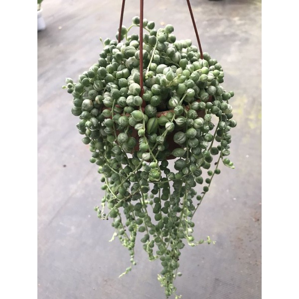 Chậu cứng String of pearl var