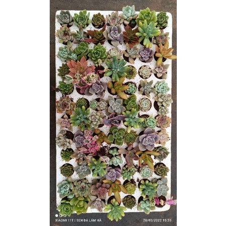 Sale 20% sen vỉ 84 cây mix đủ loại