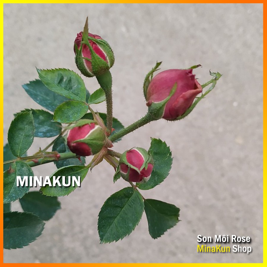 Hoa hồng cổ Son Môi siêu thơm hoa chùm - MinaKun Shop