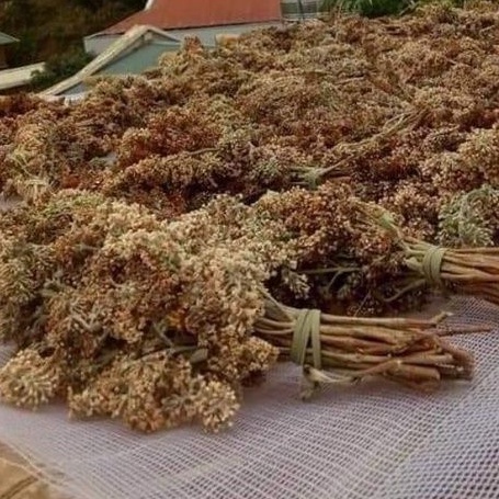 HOA BÓ PHÓN [MẬT MÔNG] THỔI XÔI VÀNG THƠM NGON, TÚI NGÂM ĐƯỢC 20KG GẠO