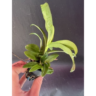 Trầm tím cây giống