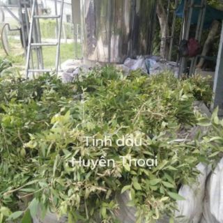 TINH DẦU TRÀM NGUYÊN CHẤT HUẾ