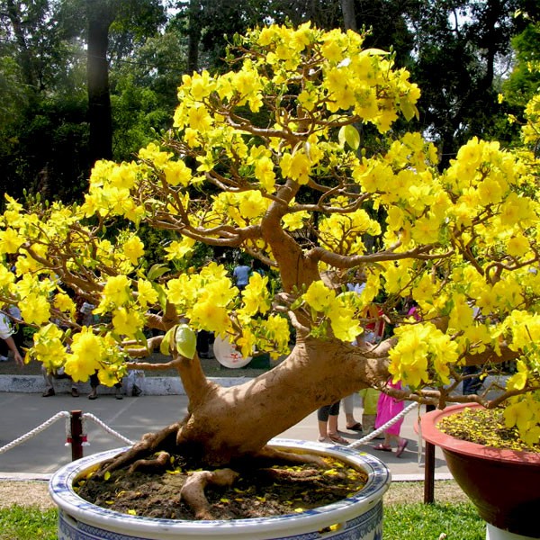 COMBO 05 Cây giống hoa mai vàng yên tử tặng 1 siêu ra rễ cho cây ( cây cao 30-40cm)