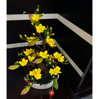 Set gốc, nụ đào