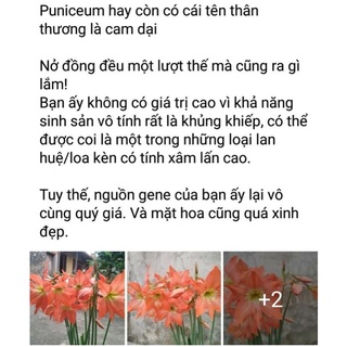 Củ huệ cam, đỏ,  nhung