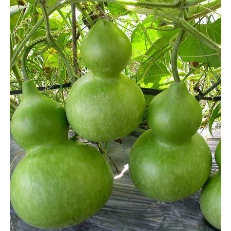 10 Hạt giống Bầu hồ lô cao sản kèm hướng dẫn ươm trồng