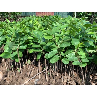 Cây giống hồng giòn đà lạt như hình cây cao hơn 1m rồi ạ.