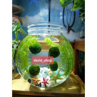 Tảo marimo tảo cầu may mắn