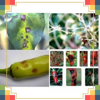 [HOT] TRICHO-BT-100GR-Phòng ngừa sâu bệnh và nấm bệnh-100G