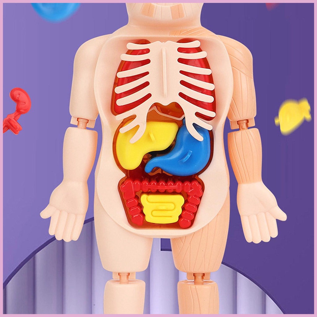 Bộ Mô Hình Cơ Thể Người Kèm Trái Tim Cho Bé Mầm Non