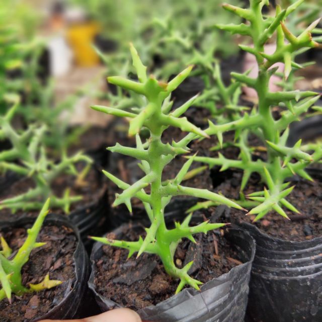 Xương rồng Euphorbia Noel