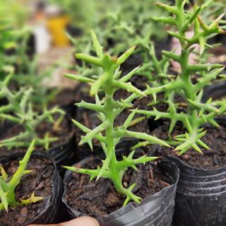 Xương rồng Euphorbia Noel