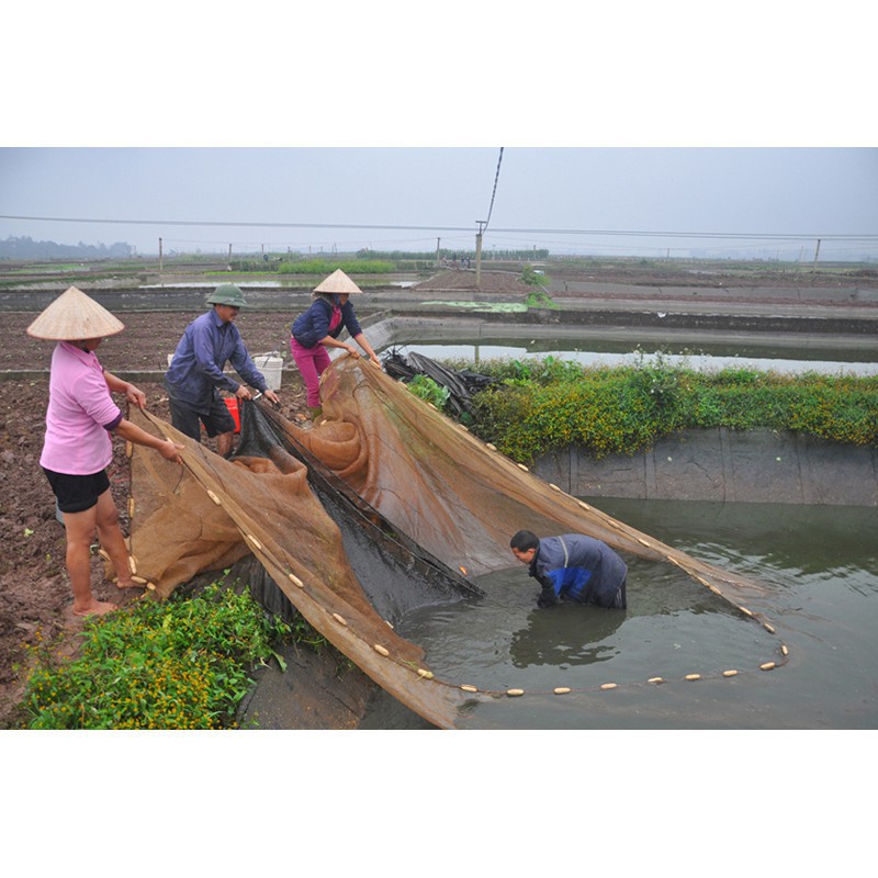 ( khuyến mại ) Lưới vét cá, quét cá ao ,hồ, sông cao 2m dài 10m túi 4m giá rẻ ( đại hạ giá ) hàng chất lượng 1