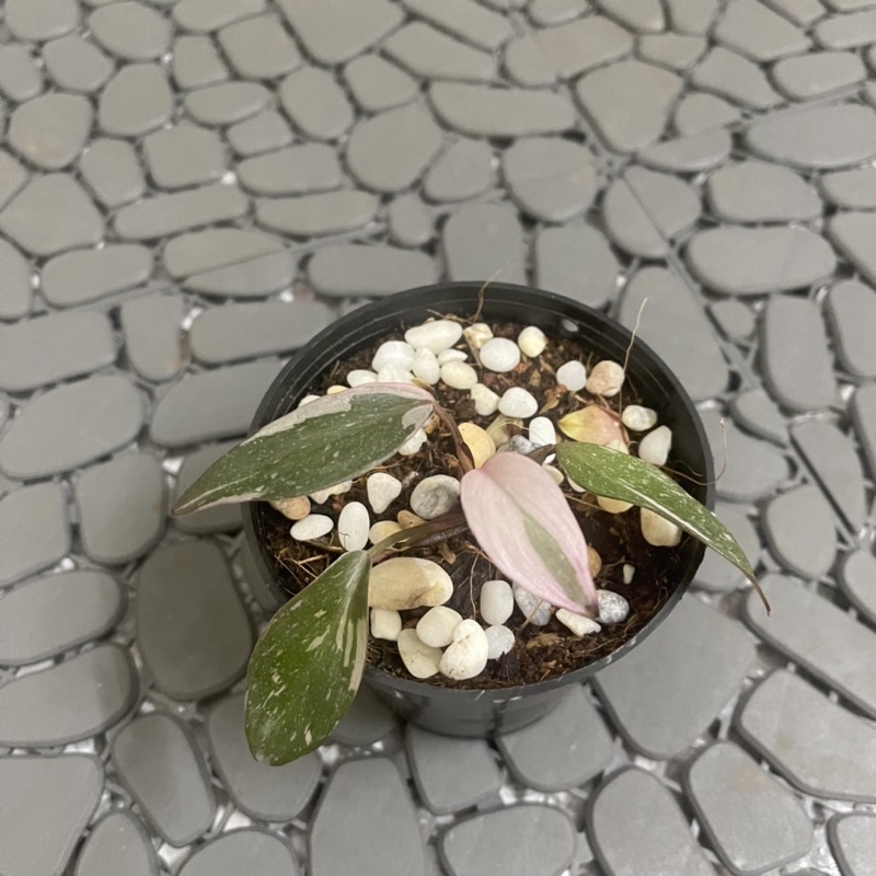 Trầu bà công chúa hồng pink princess cây nhỏ var đẹp hồng nhiều