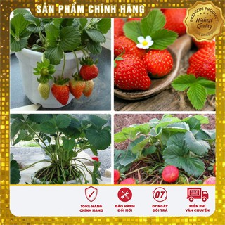 Hạt giống dâu tây đỏ 2 gói hạt giống sen mini nhật 2 gói hạt giống sen đá 1 gói
