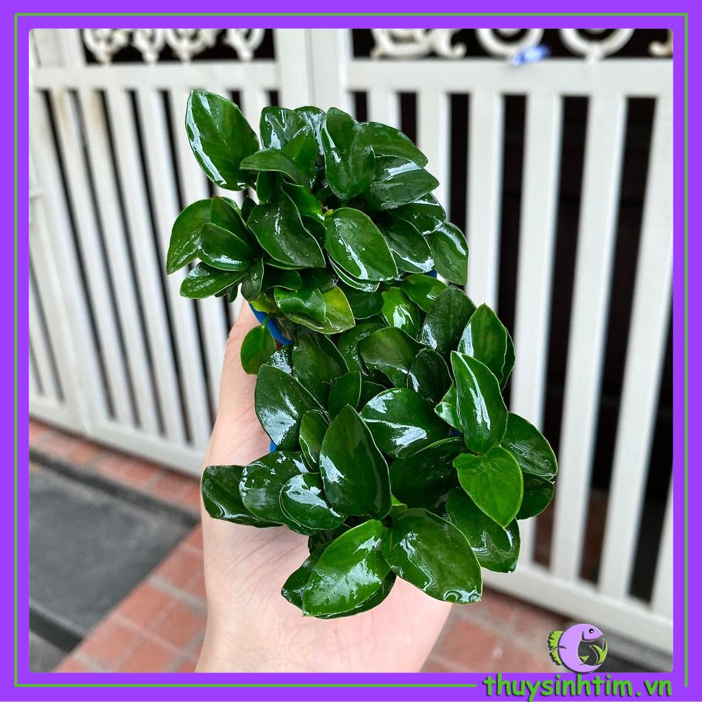 Ráy Nana Nhật  (Cây Thủy Sinh)